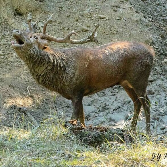 Frissonner en écoutant le brame du cerf