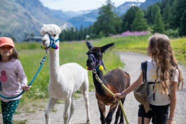 Balade avec des alpagas à Val Cenis : à la rencontre d’Aster et Solcito, une balade au pas des alpagas