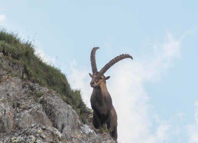 Randonnée itinérante : Bouquetin