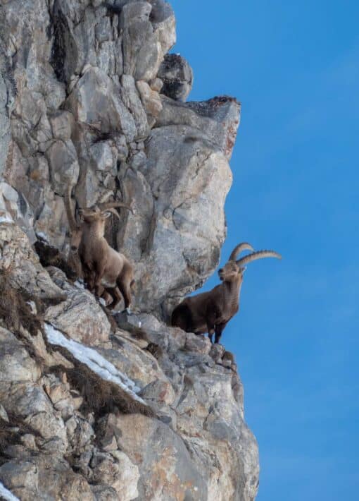 Bouquetins aperçus lors d'une randonnée en raquettes