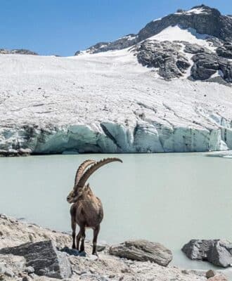 Vignette, l'été en Haute Maurienne Vanoise