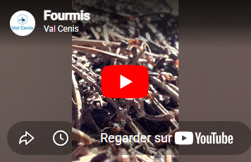 Ants video