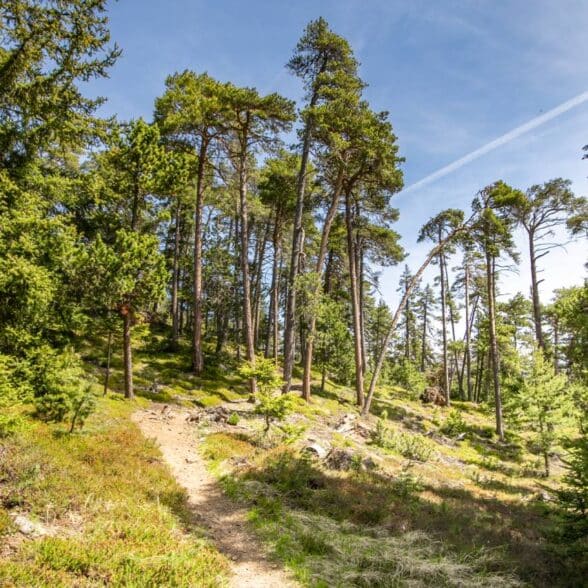 The Deer Trail around the Sardières Monolith in Val Cenis
