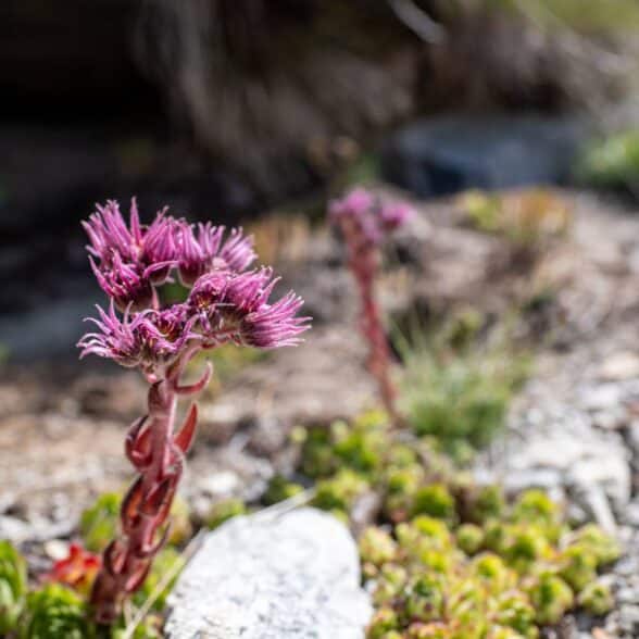 Flore présente sur la randonnée du grand méan
