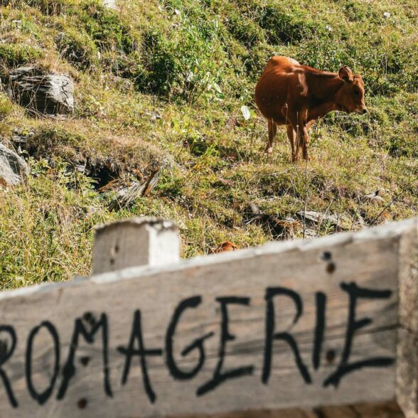 Agricoltura e Beaufort DOP a Valfréjus