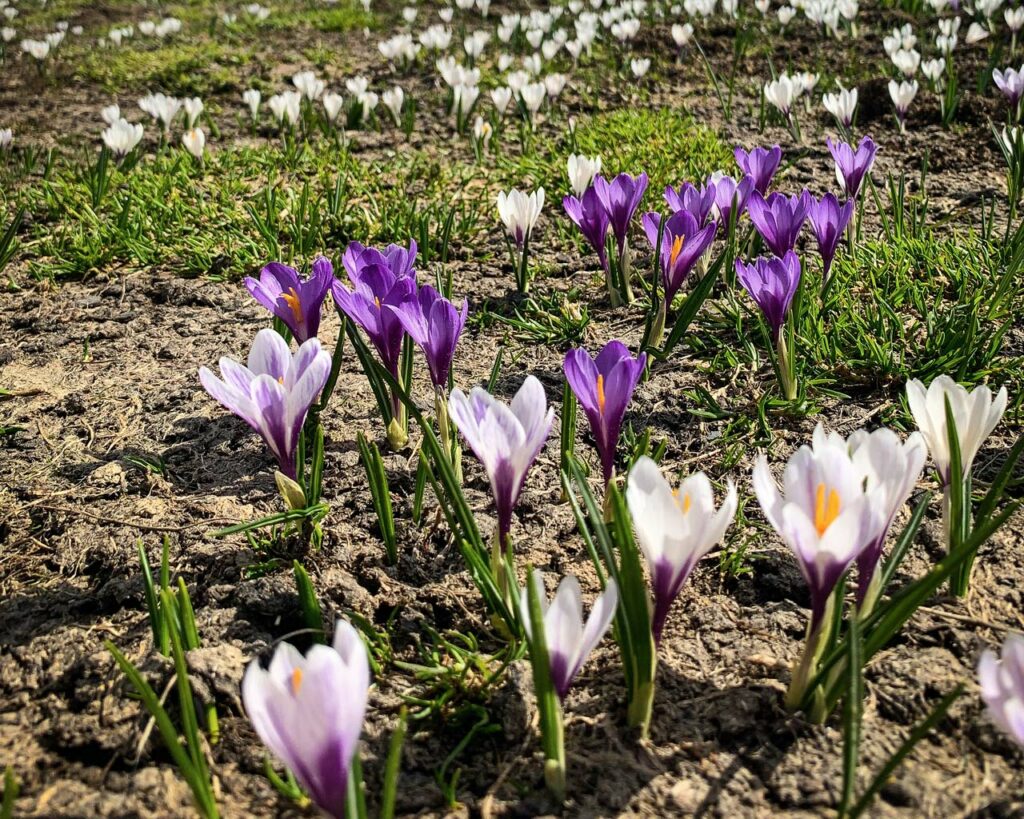 Het Natura 2000-gebied Thabor