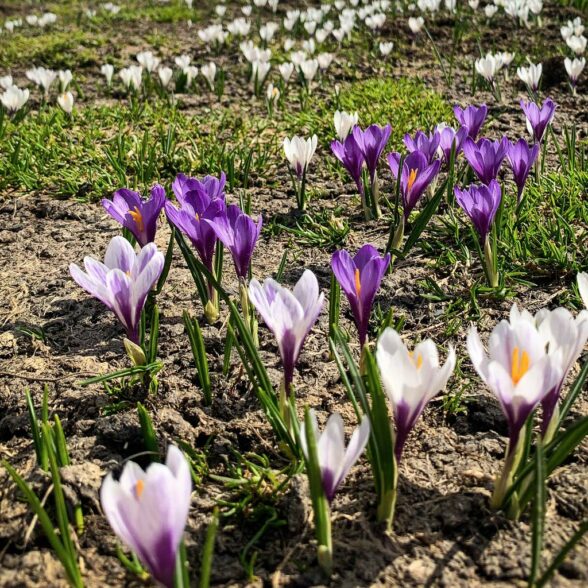 Het Natura 2000-gebied Thabor