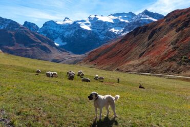 troupeau_de_moutons_a_la_lenta_bonneval20©cb.filliol_othmv