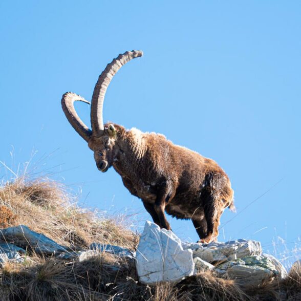 La Norma-environnement-faune-bouquetin