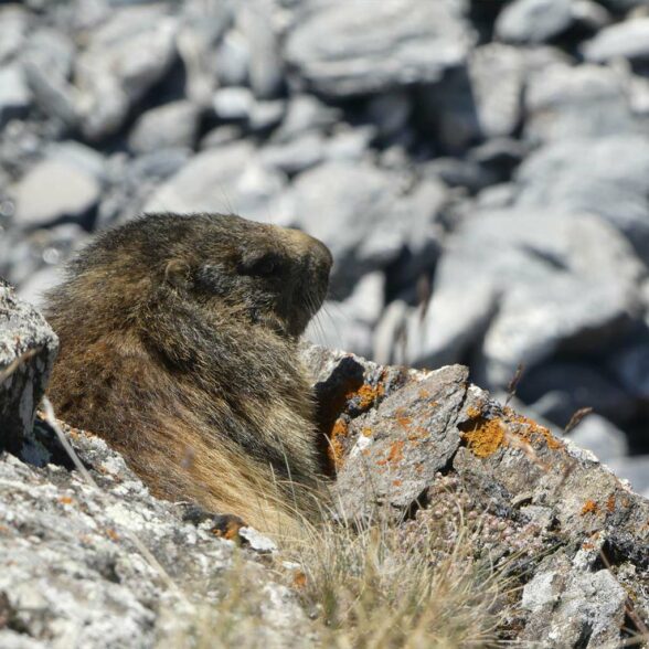 Milieu en dieren in het wild bij La Norma, de marmot