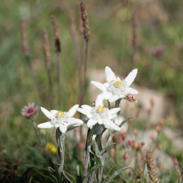 La Normafauna and flora, a third of France's flora in Vanoise