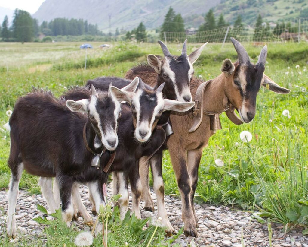 Easily recognizable by its buff-colored coat, the &quot;Alpina&quot; goat, originally from Savoie, offers good dairy qualities, so you&#039;re sure to come across it at Aussois !