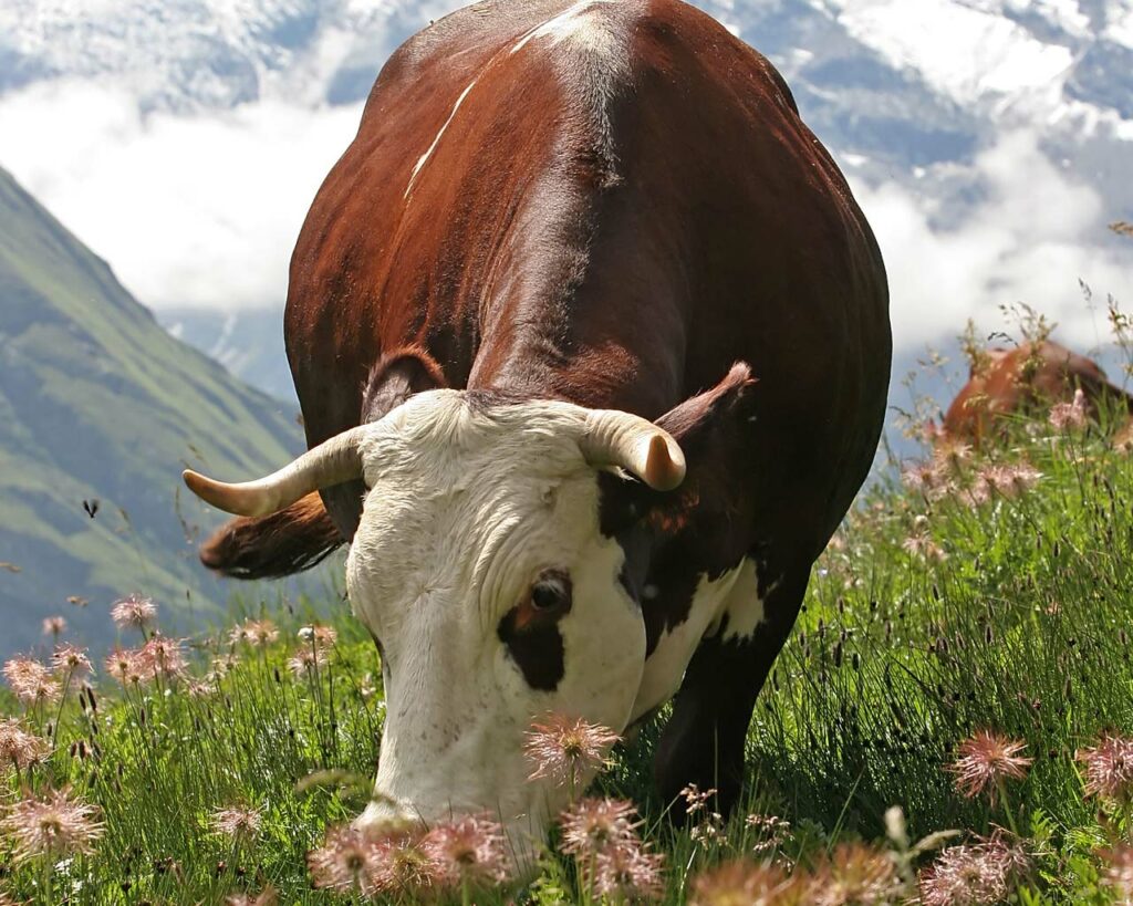 Abondance cow whose milk is used to make Beaufort cheese.