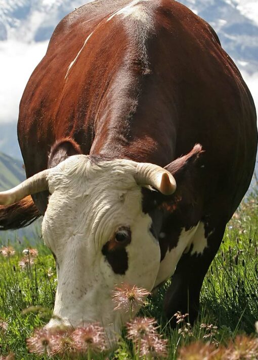 Vache de race Abondance dont le lait sert à la fabrication du fromage Beaufort.