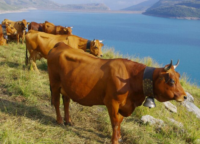 Maintaining meadows and mountain pastures, milking cows at altitude, making cheese