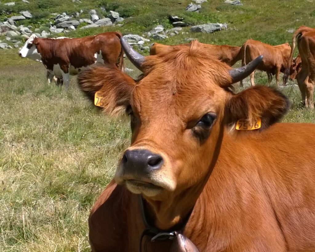 Maintaining meadows and mountain pastures, milking cows at altitude, making cheese