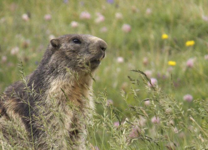 Ici, les espèces animales et florales sont protégées dans le Parc national de la Vanoise qui leur offre un environnement propice à leur épanouissement.