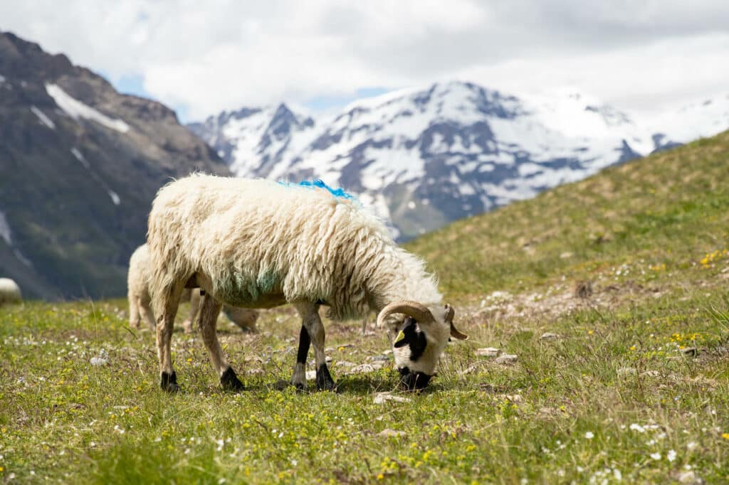 Les moutons à Aussois et en Haute Maurienne Vanoise sont souvent de race Thônes et Marthod.