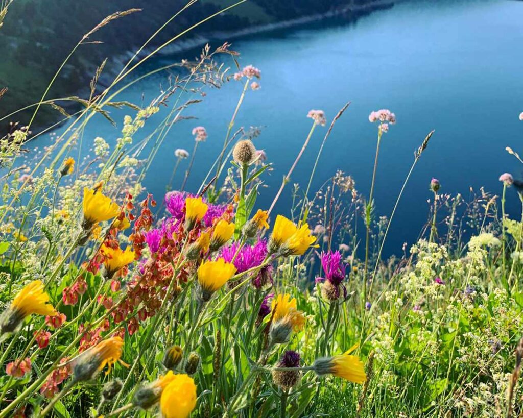 Aussois abrite une faune et une flore exceptionnelles. Un tiers de la flore française est représentée en Vanoise.