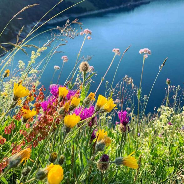 Aussois is home to exceptional flora and fauna. A third of France's flora is represented in the Vanoise.