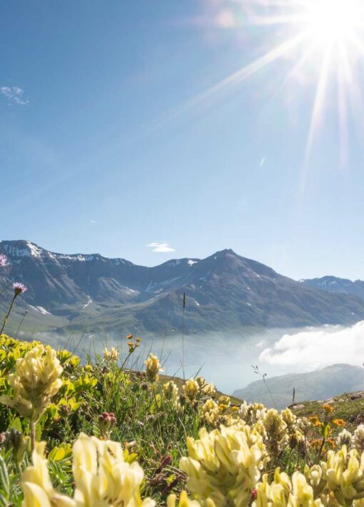 Aussois est situé au cœur du Parc national de la Vanoise. Un immense espace naturel où la faune et la flore sont protégées.