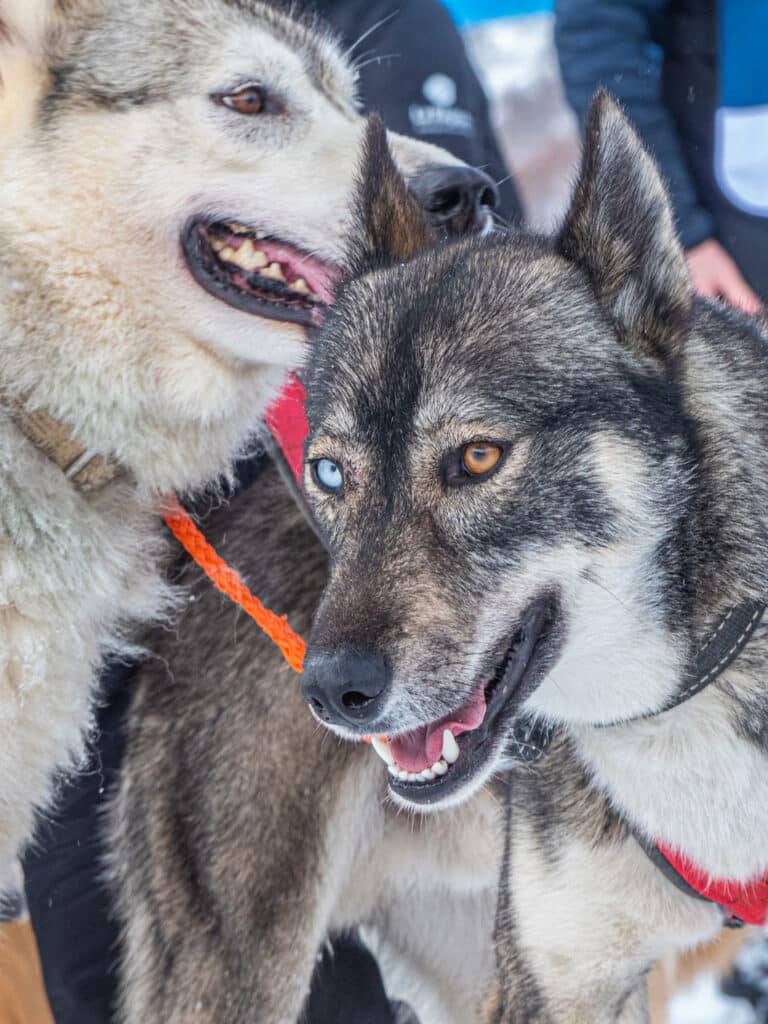 Great North week at Aussois, try out the dog sled rides