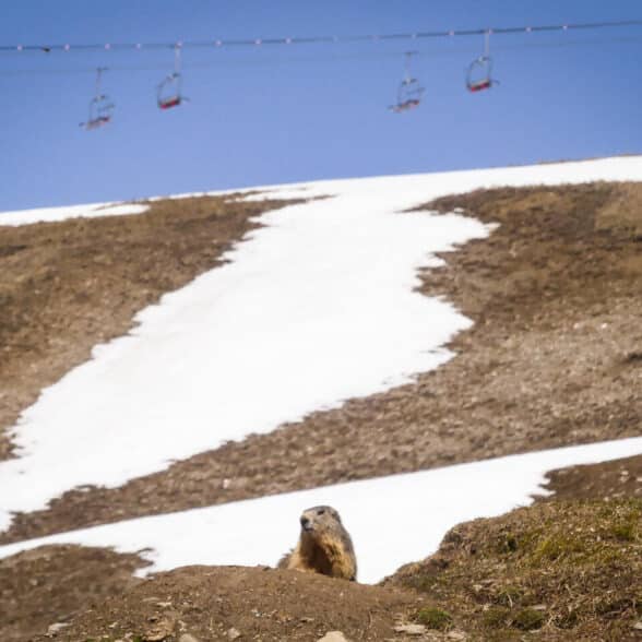 marmotte_aussois-printemps