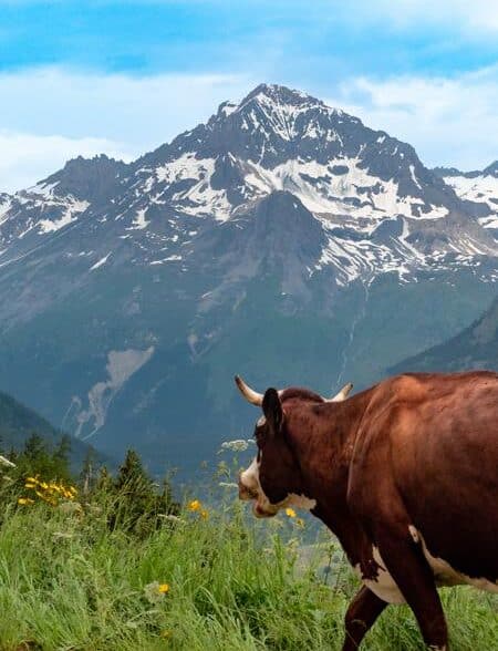 Discovering Life in the Mountain Pastures - Base Camp Festival
