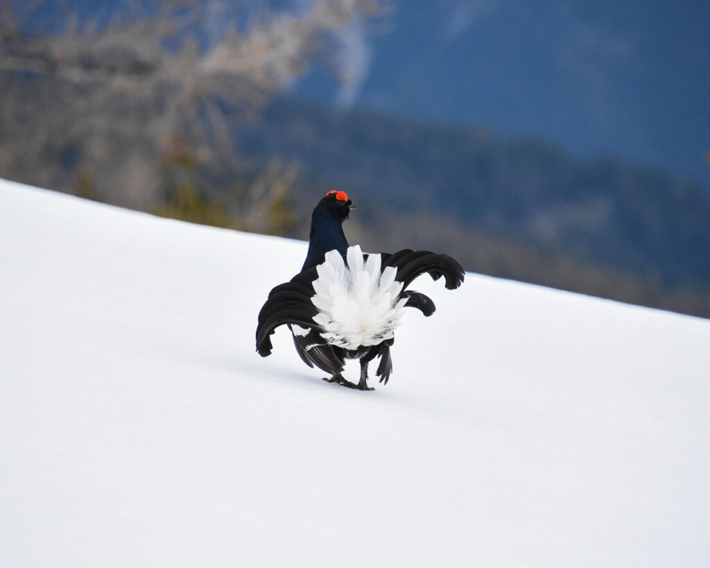 Discover the environment of the Black Grouse in the Val Cenis ski area