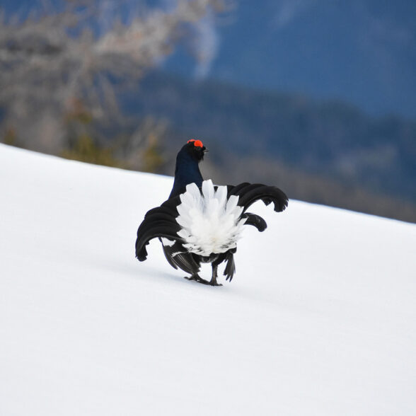 Discover the environment of the Black Grouse in the Val Cenis ski area