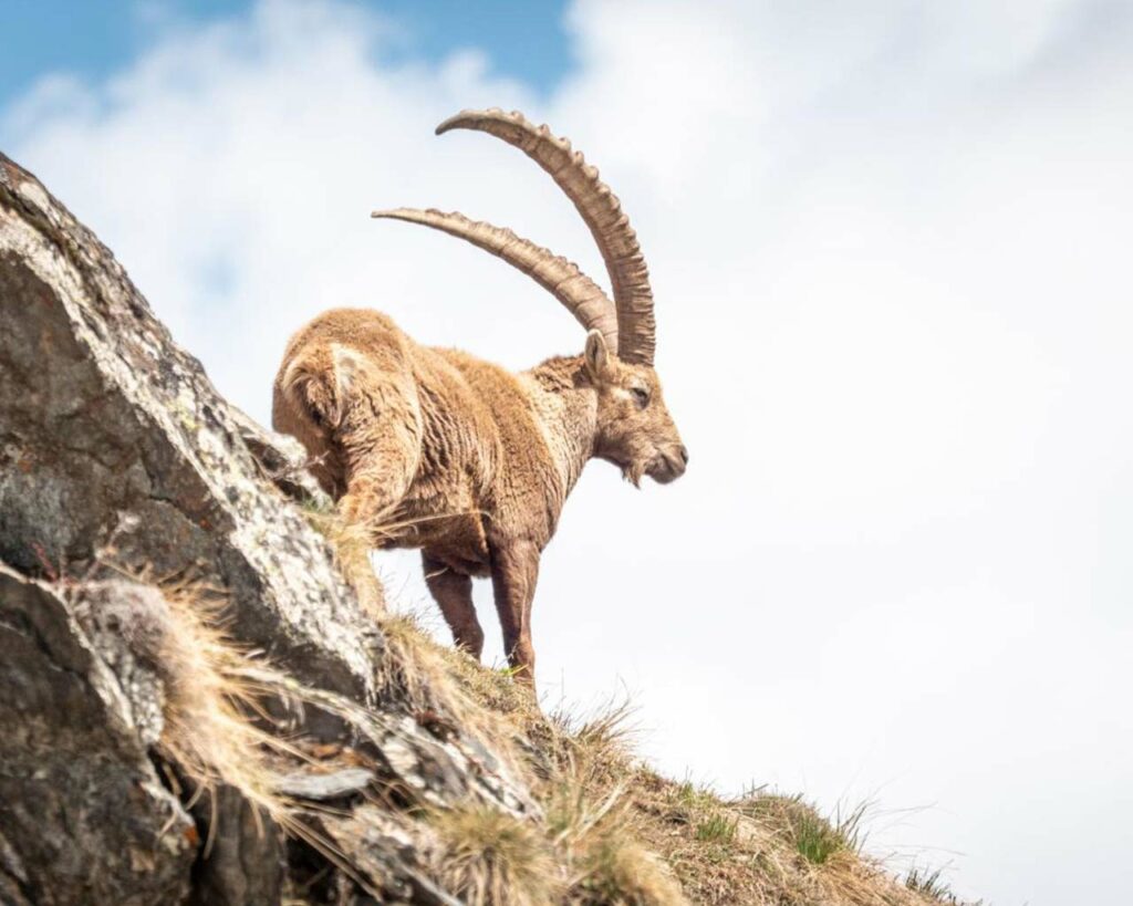 Nature and skiing at Val Cenis, ibex