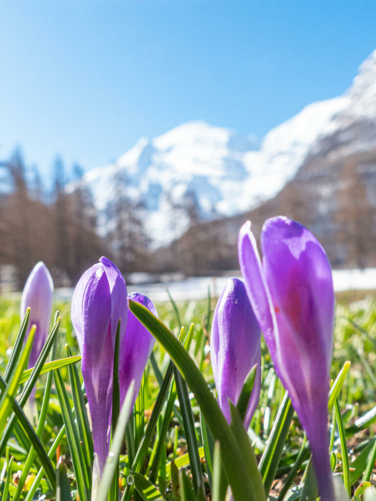 Val Cenis crocus printemps