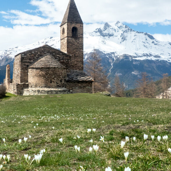 Val Cenis église Saint Pierre Extravache, crocus printemps