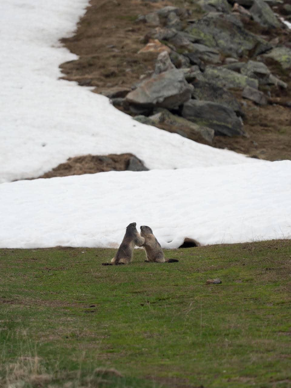 Marmotten spelen in de lente in Haute Maurienne Vanoise
