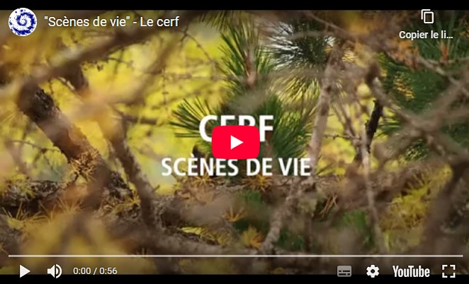 Scenes-de-vie-Le-Cerf-Video-cover