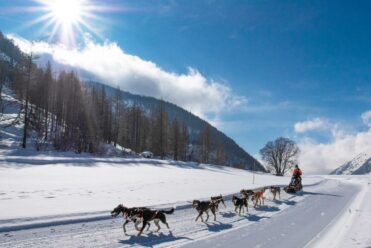 BE_activites-loisirs-hiver-chiens-traineau