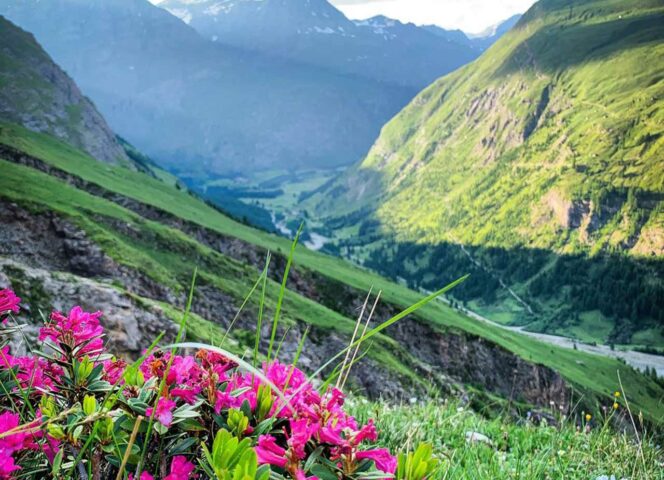 BE_decouvrir-environnement-faune-flore