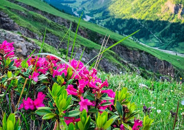 Séjour "Ethnobotanique : Plantes sauvages, savoirs ancestraux et randonnée"