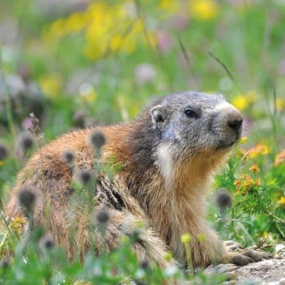 Marmotte dans son environnement à Bonneval sur Arc